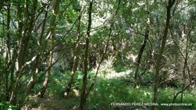 Cuevas del Pindal, Asturias, España