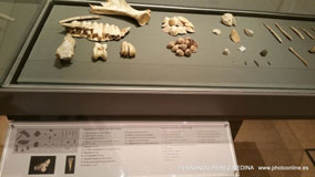 Museo Nacional y Centro de Investigación de Altamira, Santillana del Mar, Cantabria, España